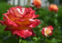 Названы пять мест ВДНХ с самыми яркими розами 939d0e63-d5ab-42e4-8dc4-a1c260fc850f-67cf07da