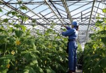 Свежие овощи и зелень из приморских теплиц наполнят региональные магазины a5ace39b-ff79-42f7-90ca-da02fce7fa52-67d84d2c