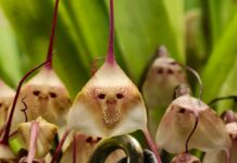 Экзотическая орхидея Дракула украсила ботанический сад МГУ b0963326-24f6-4db8-8a17-38add9b0de18-67ed35b8