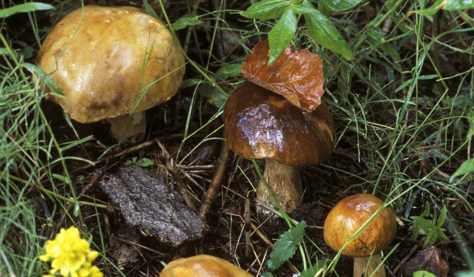 Такого раньше не видели! В Подмосковье найдет необычный гриб