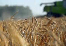 Новые возможности для развития зернового экспорта России cfa72774-bfae-4310-97c8-b65d2192c6fc-67d88f83