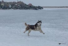 Приморье встречает выходные необычно теплой погодой в январе ea44c6ff-9992-4b98-81ce-53e237d14bab-67daec5e