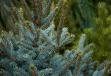 Превращаем новогодние деревья в полезные материалы Начало работы елочных базаров в Москве