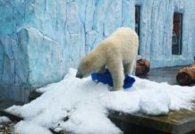 В екатеринбургском зоопарке стартовало обновление вольеров для бурых медведей 2da8bc51-a6ab-402f-8966-90c5d0561c2b-68091f36