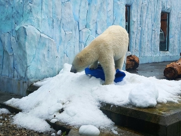 В екатеринбургском зоопарке реконструируют вольер для бурых медведей