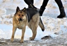 Жительница Екатеринбурга получила помощь после встречи с собаками в лесопарке 5d6bf02f-dec8-4326-ab6c-695422696f22-68051c2e