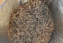 Курганские правоохранители пресекли незаконный оборот растительных веществ a73e4b96-2318-4615-a974-e62f73d50b7b-68052a7c