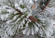 Прогноз погоды: Зимняя сказка в Свердловской области bb5e6491-80c1-4281-ba87-7459f5bf5aa4-68051fba