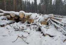 Жители Екатеринбурга отстояли березовую рощу через суд c28023cb-86f1-4587-bf39-1dd50ffab46d-67fffa0a