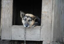 Защита животных получает новый уровень правовой поддержки в Кургане c8a966ef-bd20-4424-8476-a22f808cc644-680004cc