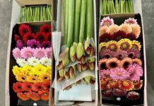 Уральский регион радует жителей изобилием импортных цветов e728d599-6cf0-4358-9c66-ab20cd64a628-67f92a3a