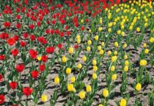 Популярные подарки на праздники в Свердловской области populyarnye podarki na prazdniki v sverdlovskoj oblasti-uralnovosti-ru-174185740700-0