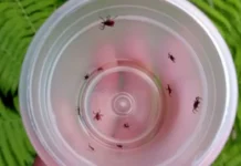 Роспотребнадзор Свердловской области готовится к сезону активности иксодовых клещей rospotrebnadzor sverdlovskoj oblasti gotovitsya k sezonu aktivnosti iksodovyh kleshhej-uralnovosti-ru-174298182800-0