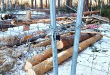 Сохранение березовой рощи в Академическом районе Екатеринбурга как новая зона отдыха sohranenie berezovoj roshhi v akademicheskom rajone ekaterinburga kak novaya zona otdyha-uralnovosti-ru-174256912700-0