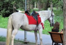 Справедливость восторжествовала: лошадь Ива вернулась к законной хозяйке spravedlivost vostorzhestvovala loshad iva vernulas k zakonnoj hozyajke-uralnovosti-ru-174078946400-0