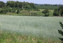 Свердловская область готовится к масштабной посевной на 760 тысячах гектаров sverdlovskaya oblast gotovitsya k masshtabnoj posevnoj na 760 tysyachah gektarov-uralnovosti-ru-174245840000-0