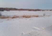 В Курганской области задержан нарушитель, посягнувший на редких животных v kurganskoj oblasti zaderzhan narushitel posyagnuvshij na redkih zhivotnyh-uralnovosti-ru-174186837800-0