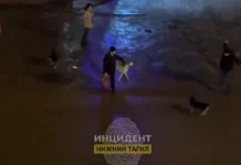 Жители Нижнего Тагила и Екатеринбурга ищут решение для защиты от бездомных собак zhiteli nizhnego tagila i ekaterinburga ishhut reshenie dlya zashhity ot bezdomnyh sobak-uralnovosti-ru-174212839100-0