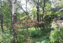 Жительница Екатеринбурга обнаружила тело мужчины при содействии ГУ МВД zhitelnicza ekaterinburga obnaruzhila telo muzhchiny pri sodejstvii gu mvd-uralnovosti-ru-174334205000-0