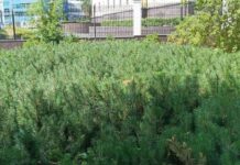 Алексей Орлов анонсировал новый этап озеленения Екатеринбурга на 2025 год aleksej orlov anonsiroval novyj etap ozeleneniya ekaterinburga na 2025 god-uralnovosti-ru-174433925700-0