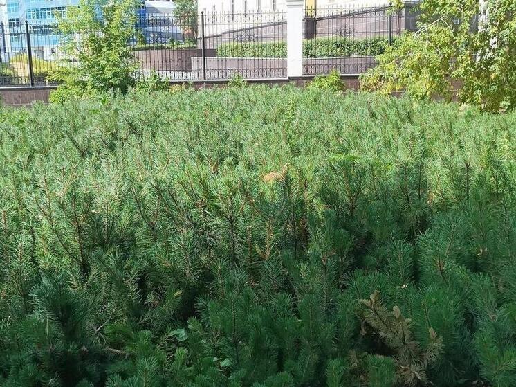 Глава Екатеринбурга рассказал о планах по озеленению города