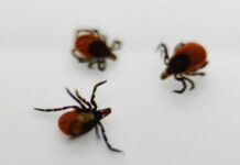 Эффективные способы защиты от клещей в Первоуральске и советы врачей effektivnye sposoby zashhity ot kleshhej v pervouralske i sovety vrachej-uralnovosti-ru-174435598300-0