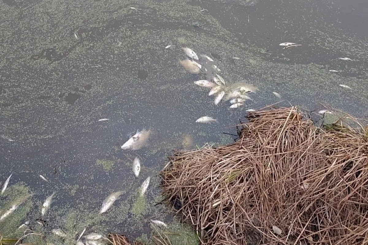 Экологическая проверка в саду Озерки направлена на восстановление водоема под Нижним Тагилом-0