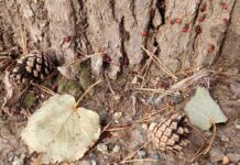 Михаил Шкляр и Роспотребнадзор информируют о всплеске клещей в Свердловской области mihail shklyar i rospotrebnadzor informiruyut o vspleske kleshhej v sverdlovskoj oblasti-uralnovosti-ru-174472485200-0