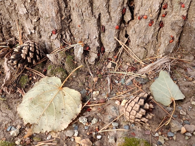 Фермер Шкляр рассказал о высокой активности клещей в Свердловской области