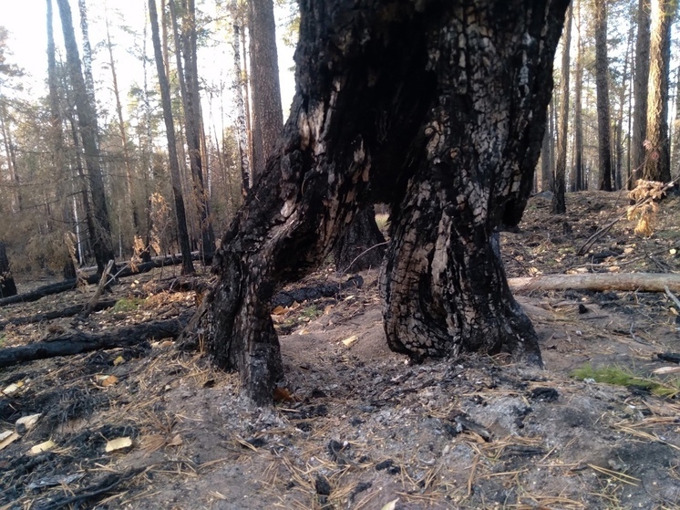 75 новых камер видеонаблюдения установили в свердловских лесах