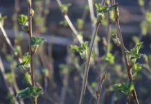 Весенние перемены в Свердловской области - Екатеринбург ждёт солнце и дожди vesennie peremeny v sverdlovskoj oblasti ekaterinburg zhdyot solncze i dozhdi-uralnovosti-ru-174514403900-0