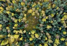 Александр Закондырин представил новые стандарты экологической защиты в Минприроды России Вид с квадрокоптера на озеро Красное в форме сердца в Кучинском лесопарке