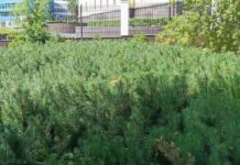 Алексей Орлов представил планы развития Юго-Западного лесопарка Екатеринбурга aleksej orlov predstavil plany razvitiya yugozapadnogo lesoparka ekaterinburga-uralnovosti-ru-174666681800-0