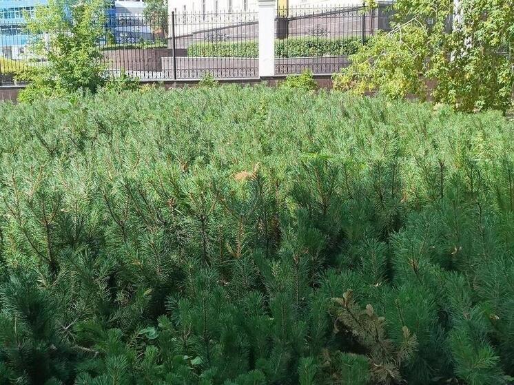 В Екатеринбурге изменятся границы городского лесничества