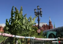 festival sady i czvety v moskve preobrazit gorod zelyonymi oazisami-uralnovosti-ru-174845791400-0