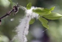 igor sorokin iz mosoblpozhspasa i gu mchs po podmoskovyu preduprezhdaet ob opasnosti pozharov izza topolinogo puha-uralnovosti-ru-174835838000-0