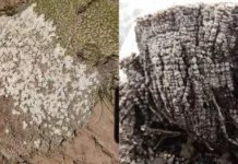 Йиндонг Тонг обсуждает влияние Минаматской конвенции по ртути на атмосферу jindong tong obsuzhdaet vliyanie minamatskoj konvenczii po rtuti na atmosferu-uralnovosti-ru-174709739100-0