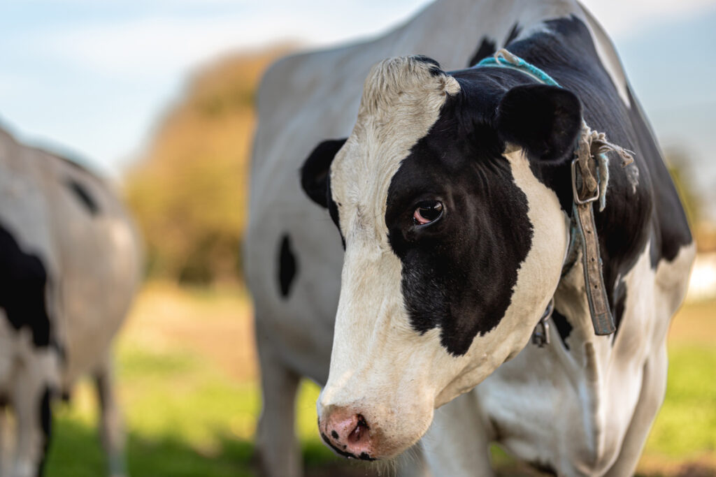 корова крупным планом