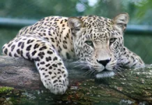 Ксения Зайцева из ООО «Принцип» объяснила последствия инцидента в Московском зоопарке kseniya zajczeva iz ooo princzip obyasnila posledstviya inczidenta v moskovskom zooparke-uralnovosti-ru-174851257500-0