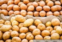 Михаил Гинзбург делится секретами правильного употребления картофеля mihail ginzburg delitsya sekretami pravilnogo upotrebleniya kartofelya-uralnovosti-ru-174863497300-0