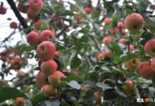 Прогнозы Ассоциации садоводов России и Союзроссахар о весенних заморозках и урожае prognozy assocziaczii sadovodov rossii i soyuzrossahar o vesennih zamorozkah i urozhae-uralnovosti-ru-174728945000-0