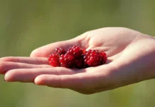 Сергей Колунов и Михаил Воробьев обсудили охрану костяники и княженики в Подмосковье sergej kolunov i mihail vorobev obsudili ohranu kostyaniki i knyazheniki v podmoskove-uralnovosti-ru-174868573400-0