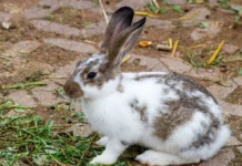 Сергей Мельников (СПбГУВМ) и Евгений Суслов разработали точную диагностику сердца кроликов sergej melnikov spbguvm i evgenij suslov razrabotali tochnuyu diagnostiku serdcza krolikov-uralnovosti-ru-174792448400-0