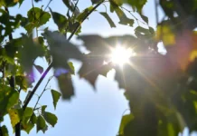 Сергей Собянин считает, что озеленение Ленинского проспекта изменяет город sergej sobyanin schitaet chto ozelenenie leninskogo prospekta izmenyaet gorod-uralnovosti-ru-174730151300-0