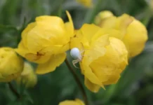 Свердловская область ожидает теплые дни с дождями в ближайшие дни sverdlovskaya oblast ozhidaet teplye dni s dozhdyami v blizhajshie dni-uralnovosti-ru-174712280500-0