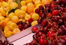 Свежие абрикосы и черешня из Узбекистана прибыли в Свердловскую область svezhie abrikosy i chereshnya iz uzbekistana pribyli v sverdlovskuyu oblast-uralnovosti-ru-174737064900-0