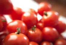 В Екатеринбурге Россельхознадзор предотвратил распространение вируса томатов из Узбекистана и Туркменистана v ekaterinburge rosselhoznadzor predotvratil rasprostranenie virusa tomatov iz uzbekistana i turkmenistana-uralnovosti-ru-174771951800-0