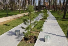 vladimir solovev i irina steperenkova na vysadke kedrov v pamyat o pogibshih voenkorah-uralnovosti-ru-174765825400-0