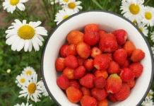 Вячеслав Хондырев и Agro and Food Communications о секретах выбора безопасной клубники vyacheslav hondyrev i o sekretah vybora bezopasnoj klubniki-uralnovosti-ru-174781951100-0