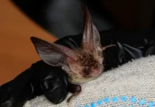 Летучие мыши Москвы проснулись и пора встречать крылатых помощников letuchie myshi moskvy prosnulis i pora vstrechat krylatyh pomoshhnikov-uralnovosti-ru-0